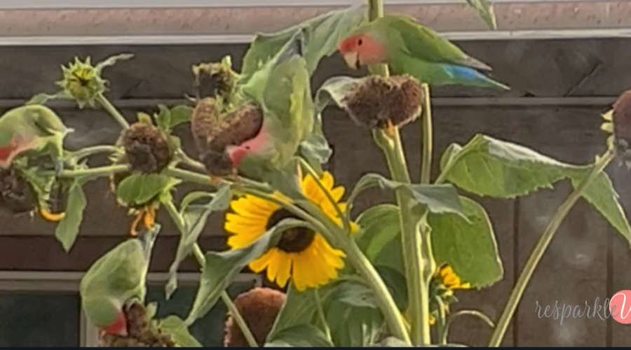 2023’s Simple Focus